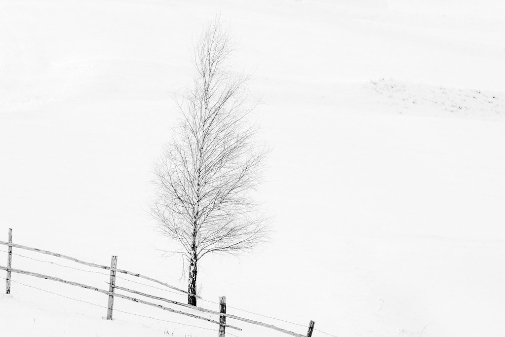 A Tree And A Fence