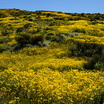 Gold in the Hills Yellow wild flowers in bloom on the Carrizo Plains National Monument, California.