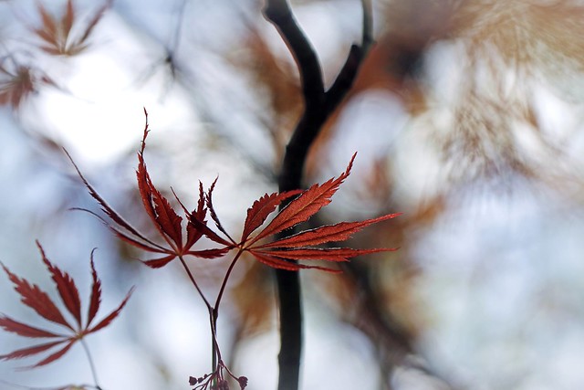 Acer palmatum / Japanische Fächerahorn
