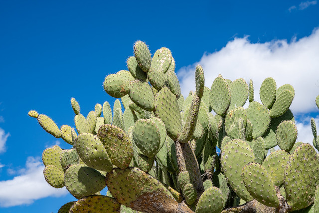 Prickly Pear cactus against a bright blue Arizona sky