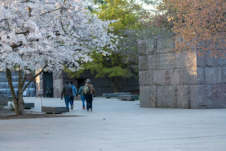Washington, DC - March 25, 2024: Tourists explore the Martin Luther King Jr. Memorial at the tidal basin near the National Mall, during sunrise with cherry blossoms