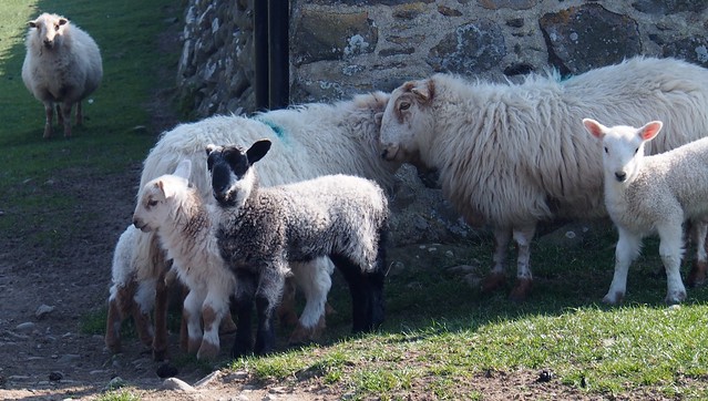 Ewes and lambs at Tonfanau .....