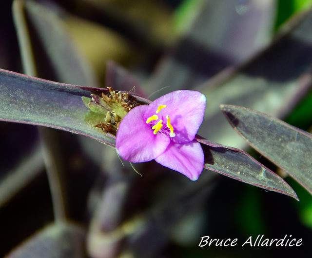 Flora: Purple Heart (tradescantia pallida) (4)