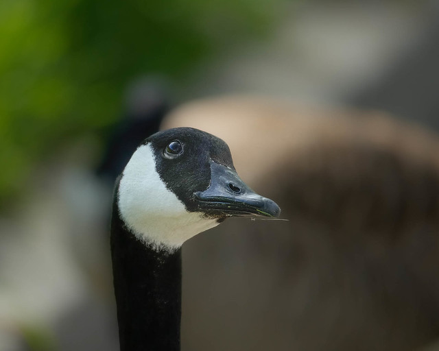 Canadian Goose Checking Me Out