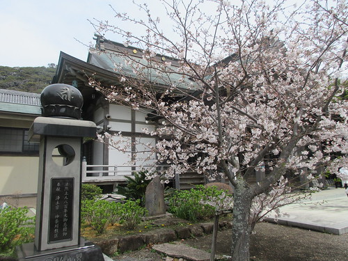 05-4）  開山堂周辺　＿ 24.04.07A　鎌倉「光明寺」桜の開花が見頃の頃
