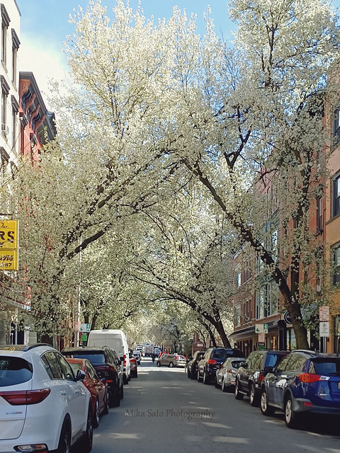 Spring has sprung in Hoboken