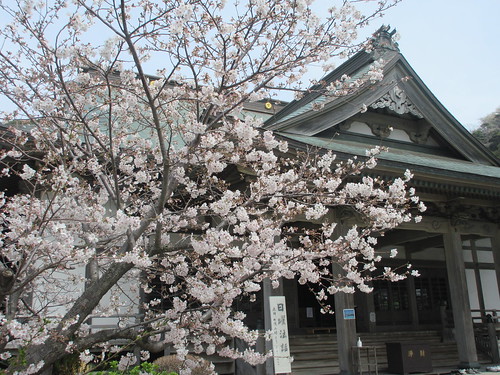 05-3） 開山堂周辺、比較的若そうな桜。　＿ 24.04.07A　鎌倉「光明寺」桜の開花が見頃の頃