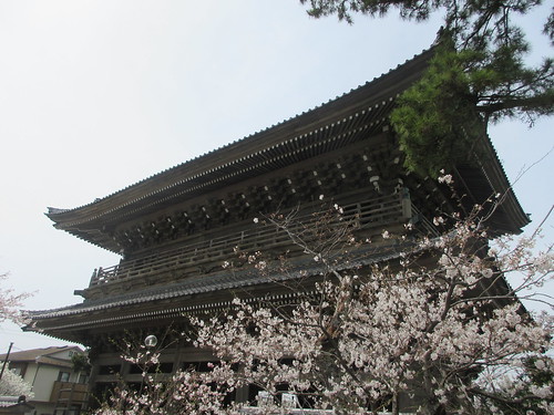 02-2） 山門を潜ってからの境内で、振り向く方向 右方の桜。　　＿ 24.04.07A　鎌倉「光明寺」桜の開花が見頃の頃