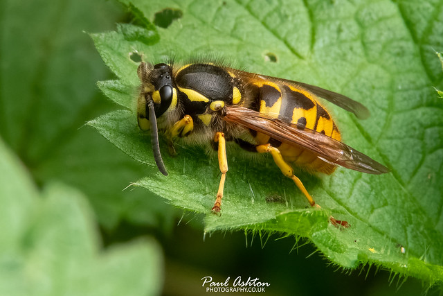 Vespula germanica - German Wasp