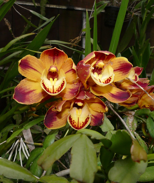 Cymbidium Wallacia 'Burnt Orange' hybrid orchid