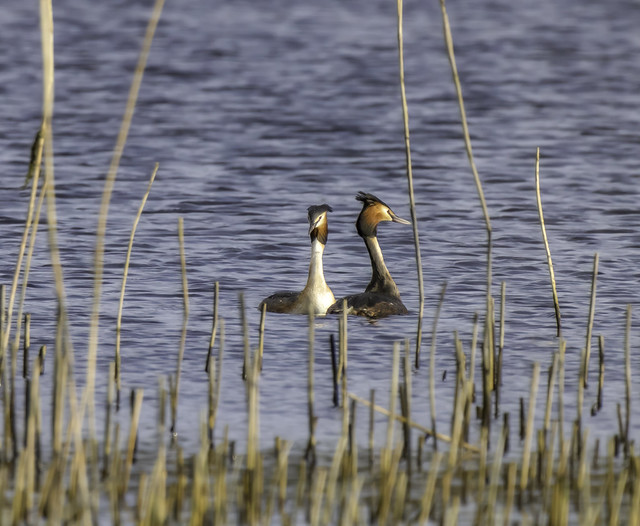 Great Crested Grebes, Lake Inchiquin