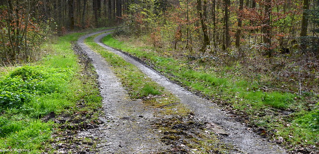 Schöner Waldweg