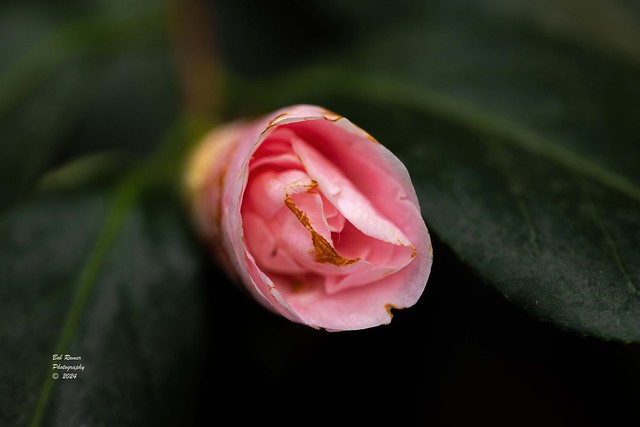 Japanize Camellia.