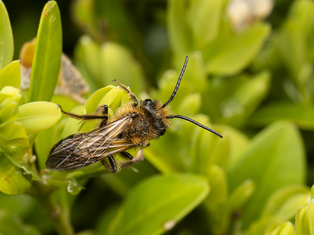 Early Mining Bee - (Andrena haemorrhoa) Male