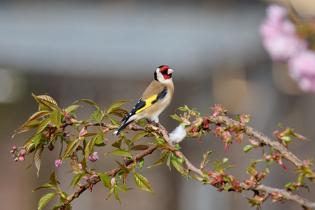 Goldfinch on ornamental cherry tree