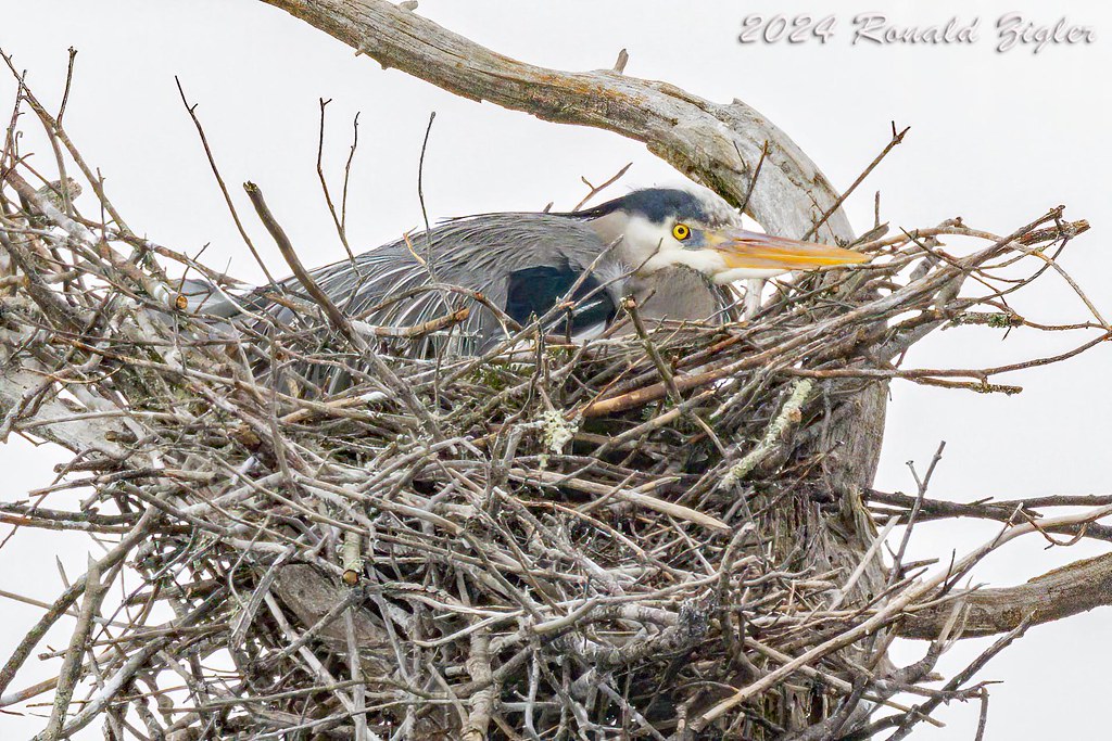 Great Blue Heron in her Nest 267A5986