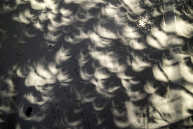 Pinhole shadows, 2024 Solar Eclipse, Putnam County, Tennessee 11