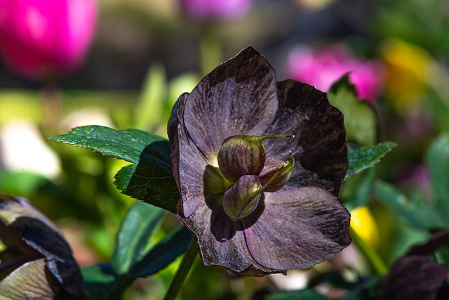 “Lenten Rose,” Hellebore, Albuquerque BioPark Botanic Garden, Albuquerque, New Mexico USA