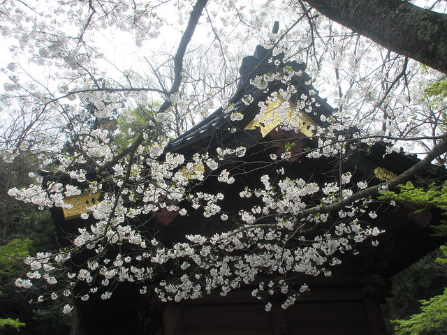 02-2）  （写真なしの）向かって、 ’ 二天門 ’ 左方の桜 近景。　＿ 24.04.07F 鎌倉「妙本寺」 桜と海棠が同時に見頃の頃