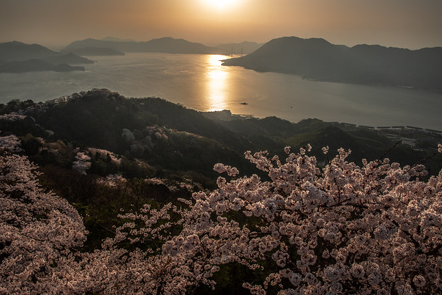 瀬戸内の午後　 　　　　　　　　　　　　　　　　　　　　Cherry blossoms colored by the setting sun
