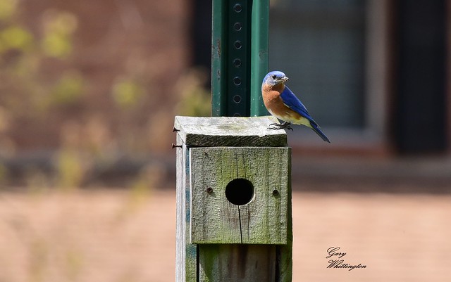 Bluebird on birdhouse_3396.jpgce