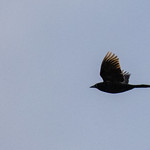 Rusty Blackbird 