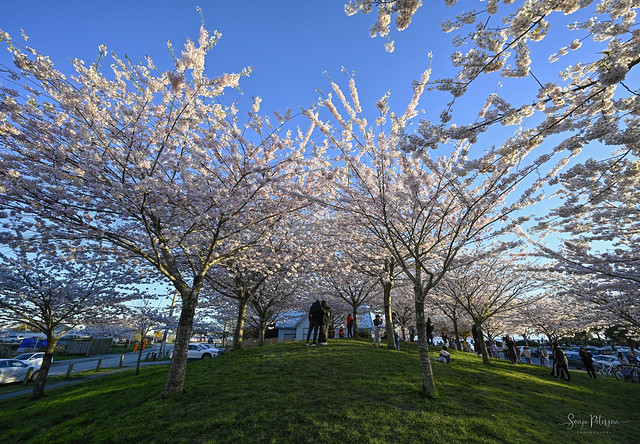 GARRY POINT PARK CHERRY BLOSSOMS