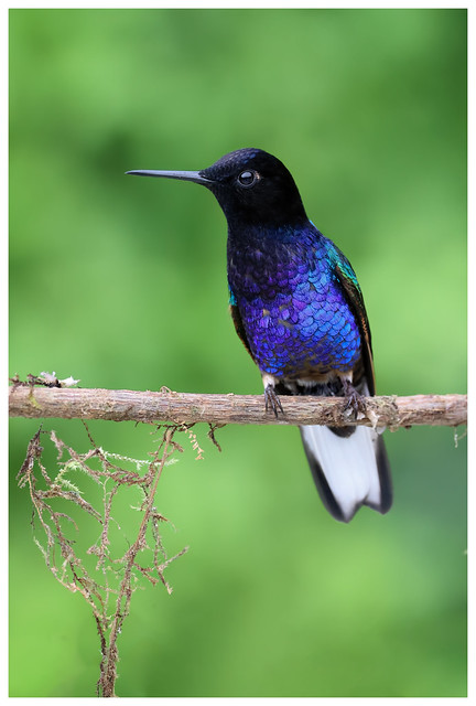 Velvet-Purple Coronet, Pichincha Province, Ecuador