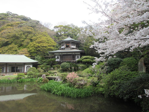 06-3）　＿ 24.04.07A　鎌倉「光明寺」桜の開花が見頃の頃