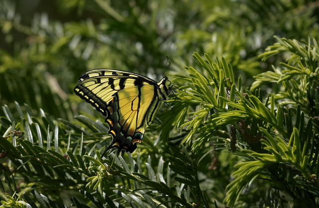 Ephemeral Beauty: A Tiger Swallowtail at Gibbs Gardens