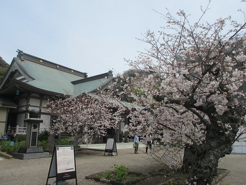 05-2） 嘗ては広く枝を広げた高木の一つだが、幹を低く裁断された桜の老木。　＿ 24.04.07A　鎌倉「光明寺」桜の開花が見頃の頃