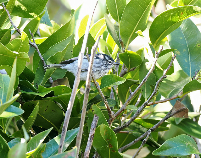 Elfin-woods Warbler (Puerto Rico, USA)