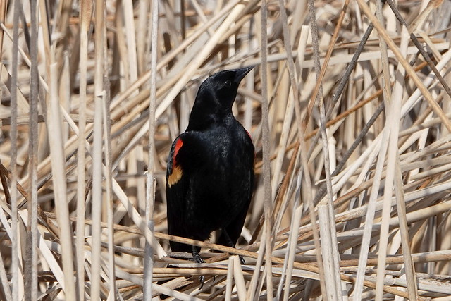 Red-Winged Blackbird 03.30.24 Frye