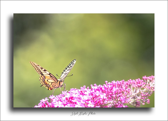 Papillon machaon - grand porte-queue