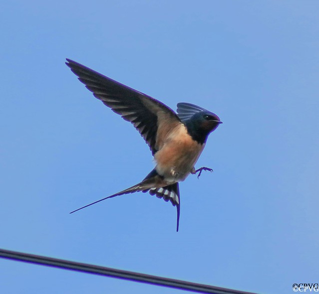 First Swallow seen 7/4/24