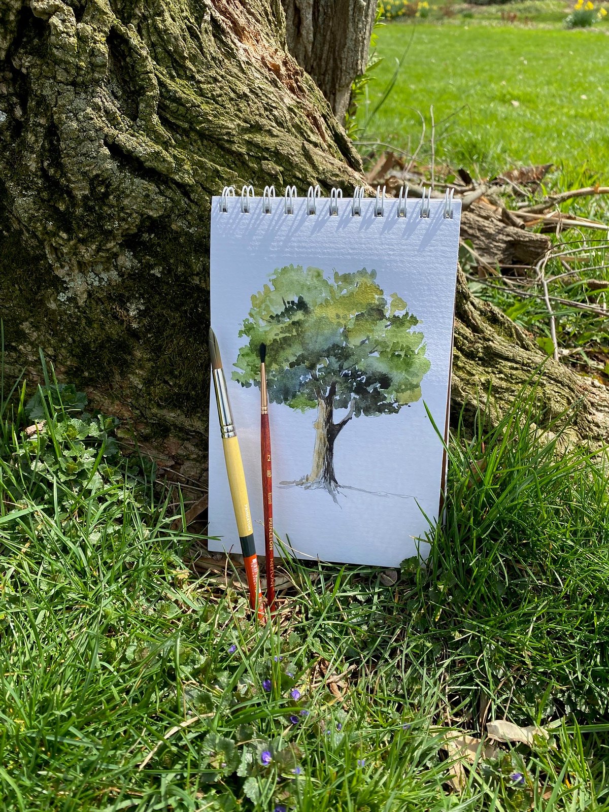 Tree picture for Watercolor in the Gardens