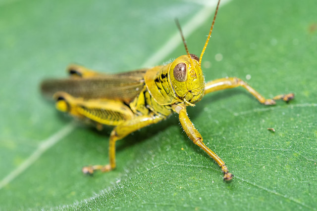 2021 Differential Grasshopper (Melanoplus differentialis) 8
