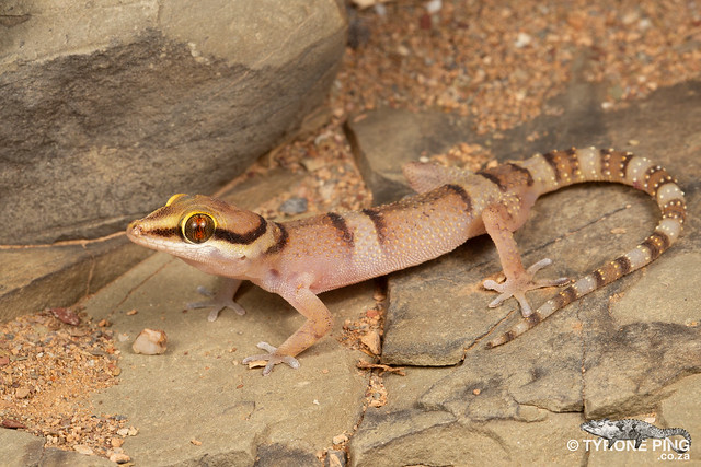 Pachydactylus atorquatus - Augrabies Gecko