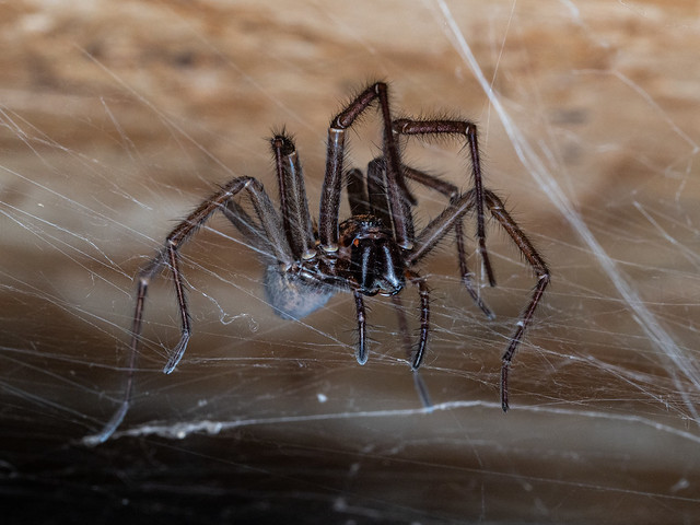 House Spider - (Eratigena [Terenaria]