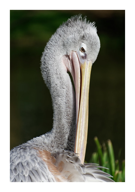 Pink-backed Pelican, Birdland Park & Gardens