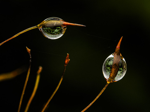 Moss Stems & Water Droplet