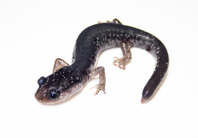 Anerythristic Yonahlossee Salamander (Plethodon yonahlossee)