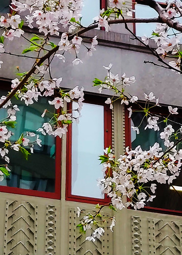 Hanging cherries | by marcos2077