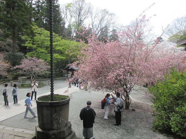 05-2） 祖師堂の前面廊下から、振り返って二天門方向。　＿ 24.04.07F 鎌倉「妙本寺」 桜と海棠が同時に見頃の頃