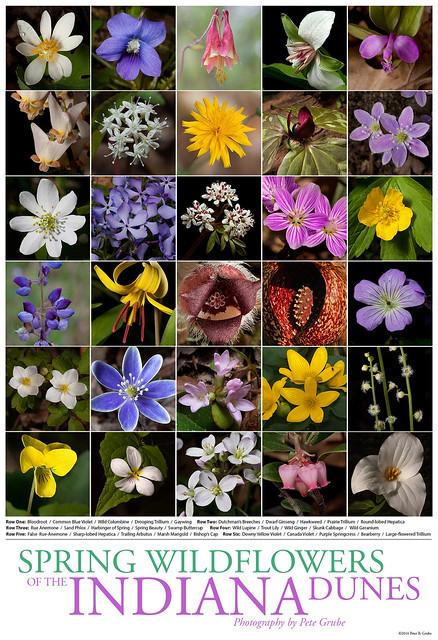 Spring Wildflower Poster
