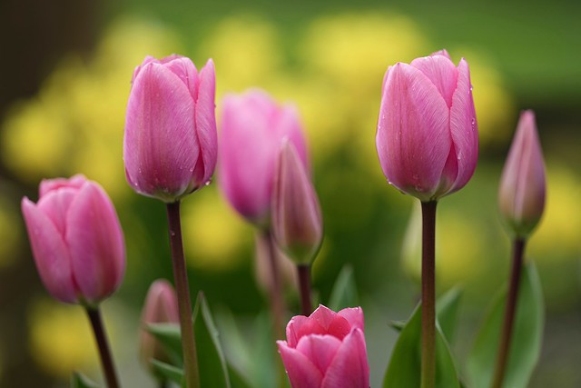 Tulips on daffs....