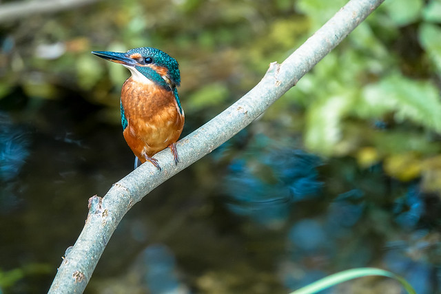 Common kingfisher - Martin-pêcheur d'Europe - Alcedo atthis - Blauet - Martin pescador