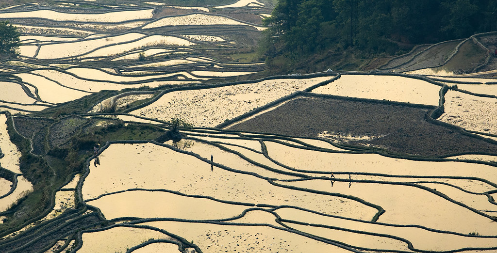 A chase through the rice terraces