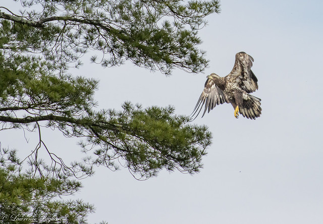 Sub-adult bald eagle coming in for a landing - Ringwood Manor, New Jersey