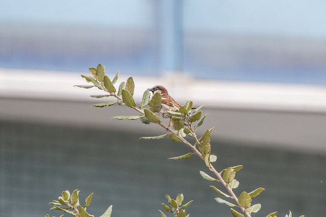 Gorrión común (Passer domesticus). House sparrow.